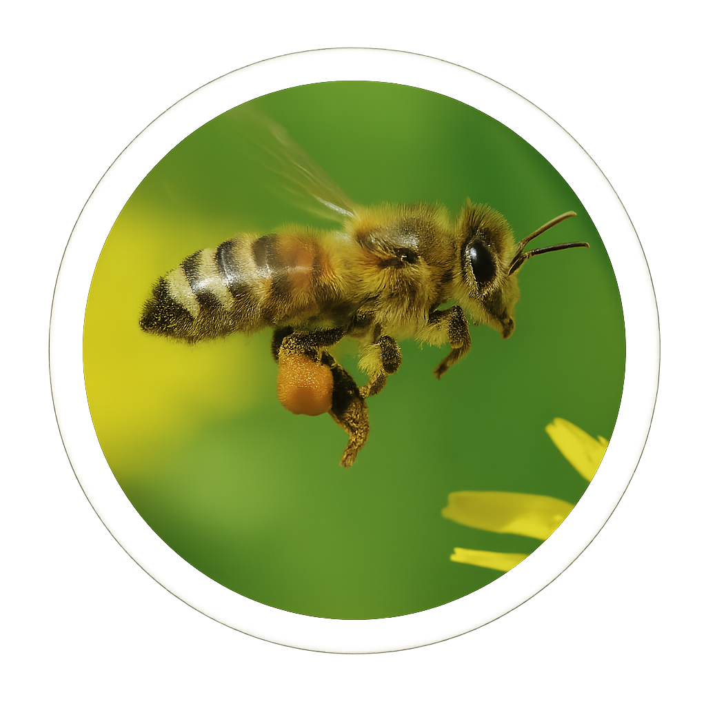 Jeevan Honey